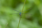 Lestes dryas